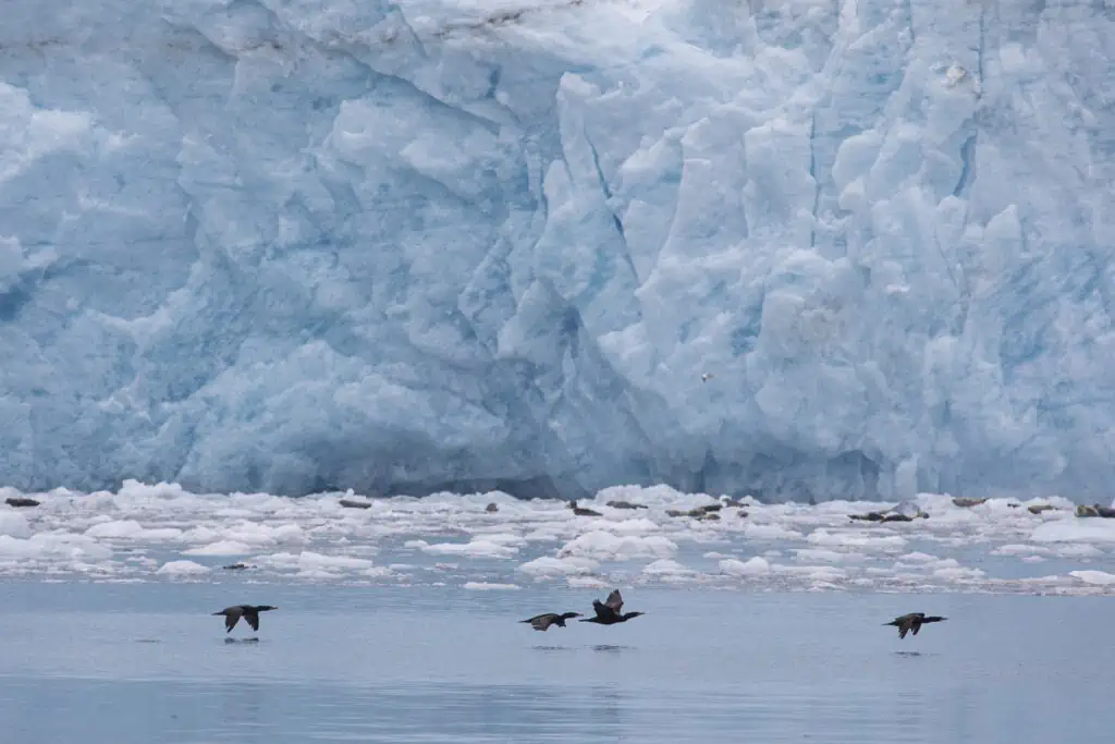 Seabirds flying in front of glacier