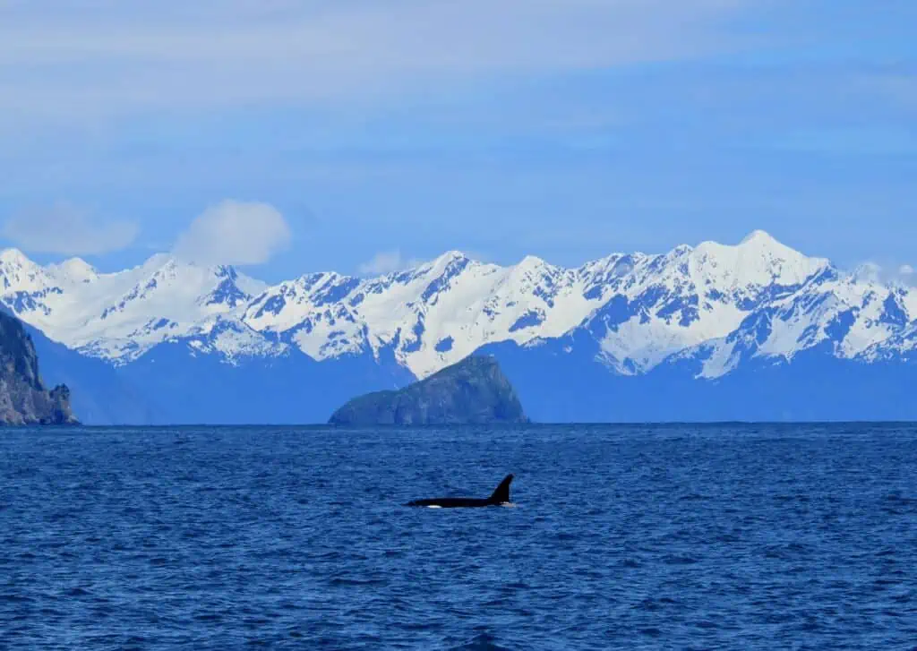Orca in the waters surrounding Kenai Fjords National Park