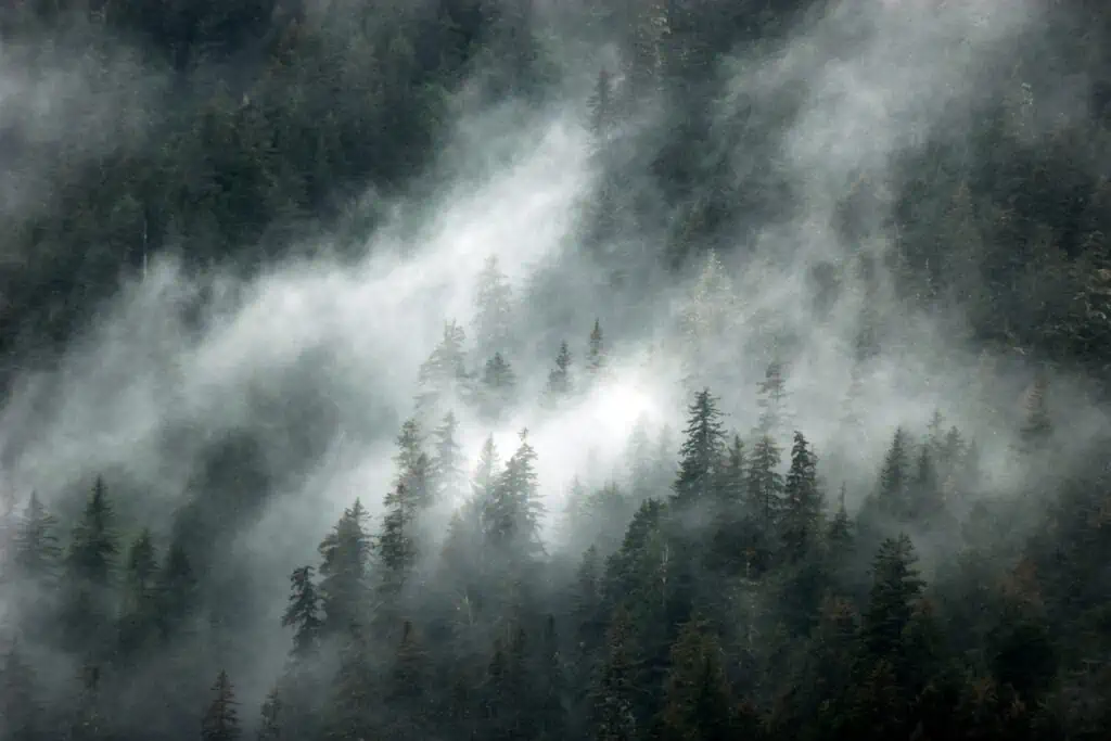 Low fog moves through the trees in Kenai Fjords National Park