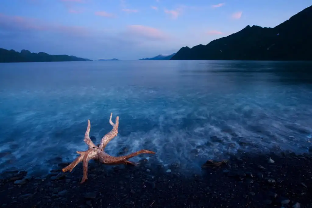 Driftwood on the beach at the end of Kenai Fjords National Park