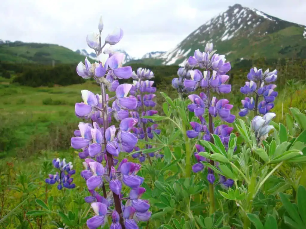 Close-up of lupine in front of a mountain on the Kenai Peninsula