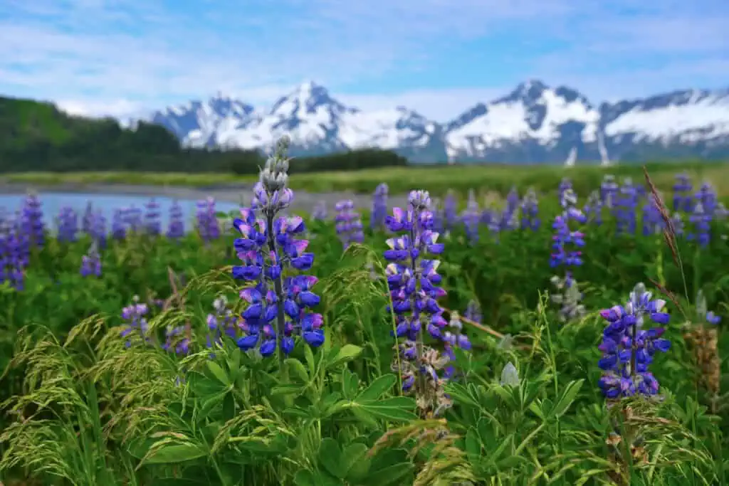 Wildflowers in Alaska