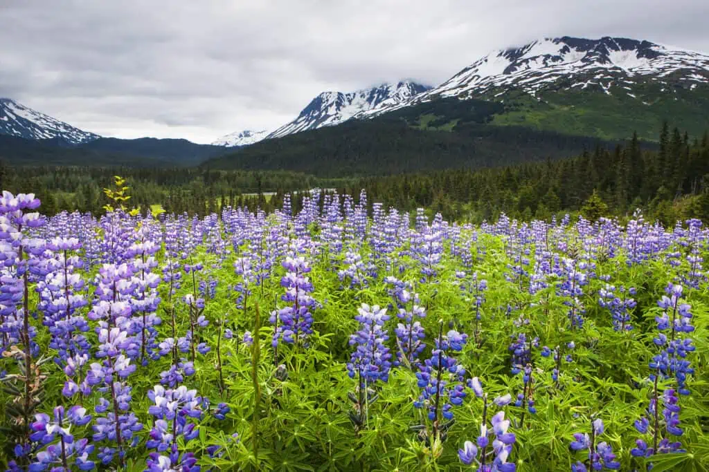 A field of lupine on the Kenai Peninsula