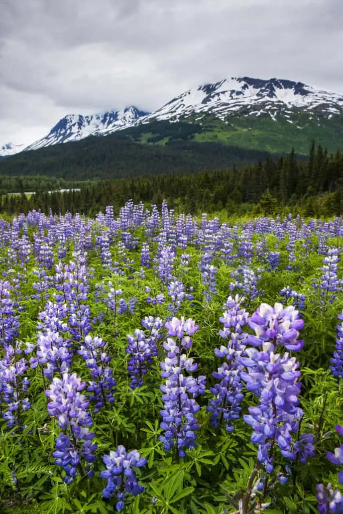 Wildflowers in Alaska