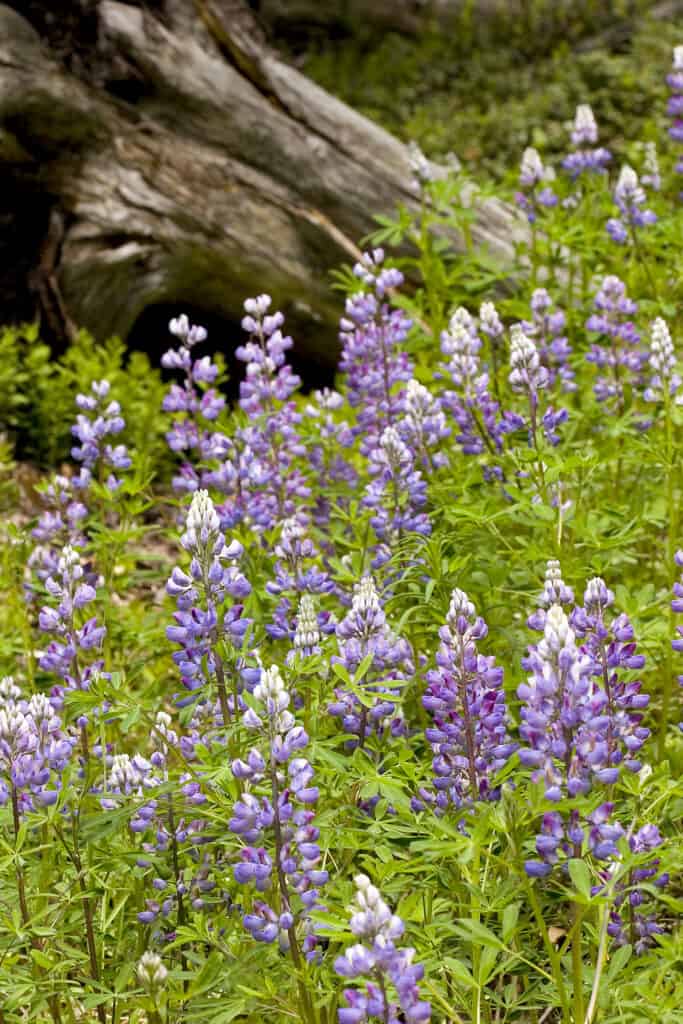 Light purple lupine in front of a log