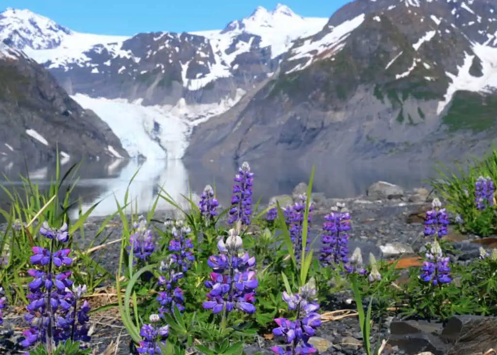 Lupine in front of a glacier