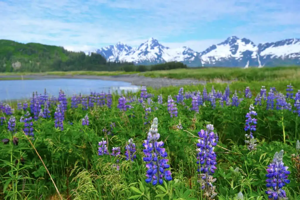 A wildflower field on the Kenai Peninsula