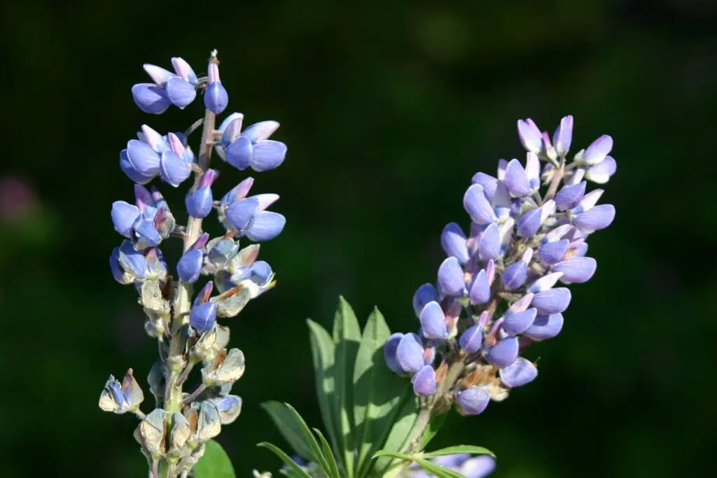 Close-up of lupine