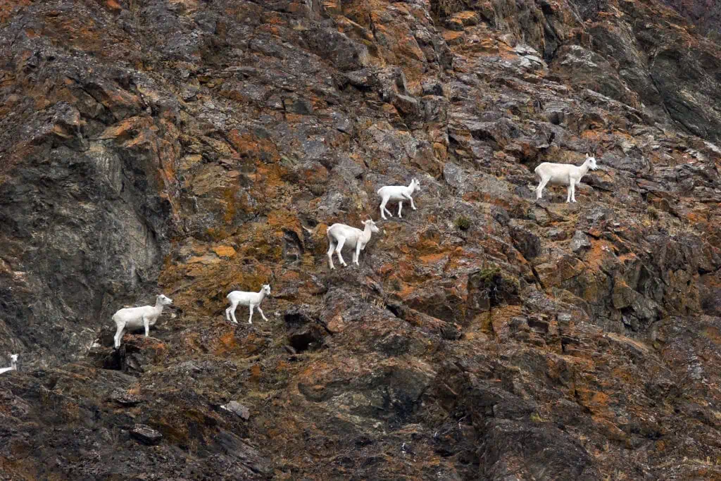 A family of Dall Sheep in the Chugach Mountains as seen from the Seward Highway along Turnagain Arm.