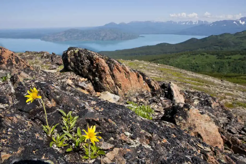 View overlooking Skilak Lake