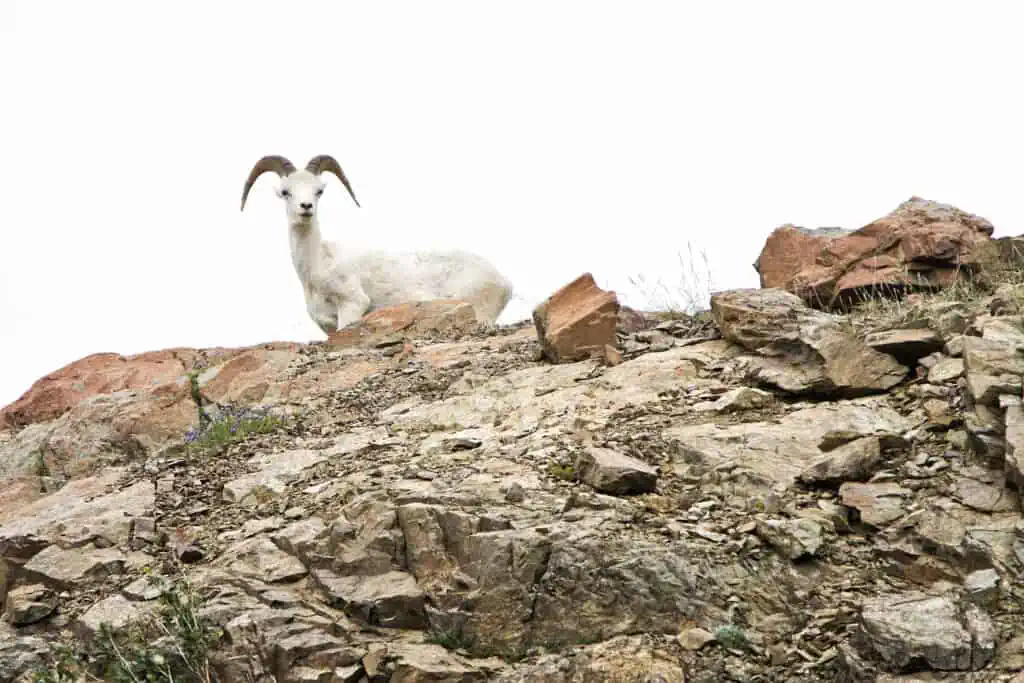 A single Dall sheep on top of a ridge