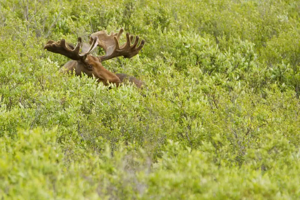 Moose in the tall grass