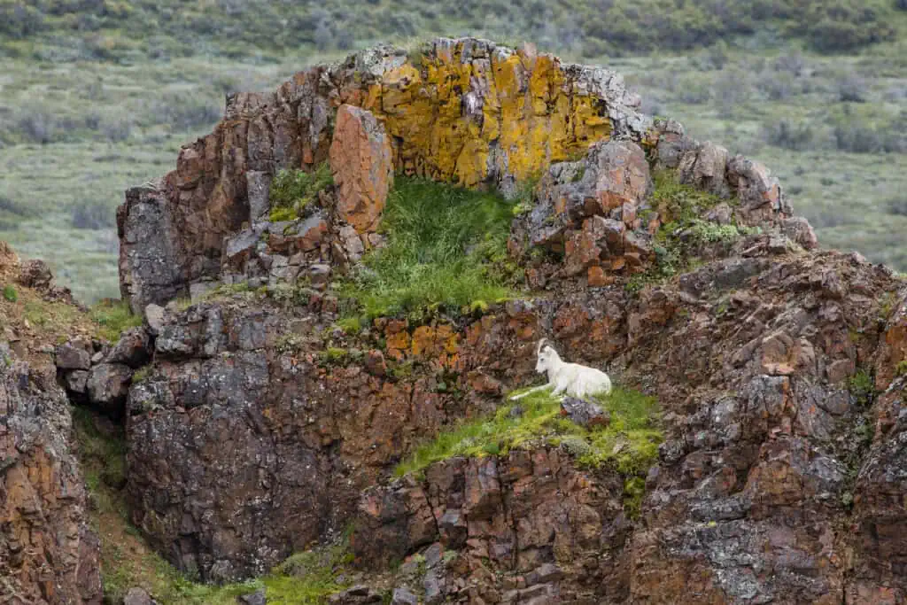 One Dall sheep resting on a craggy mountain slope