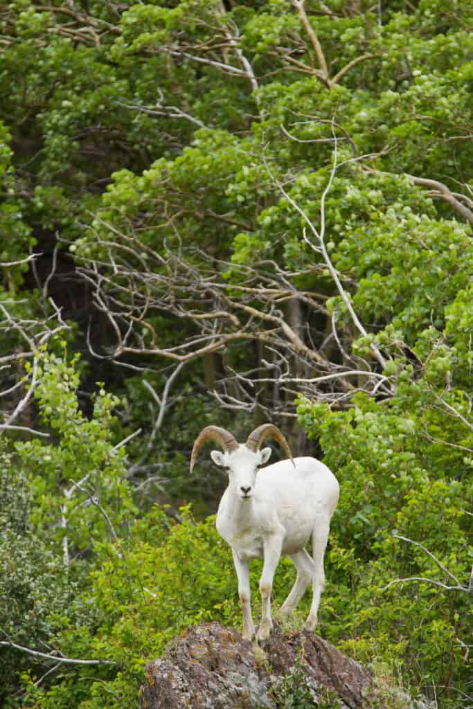 Dall Sheep on a rock