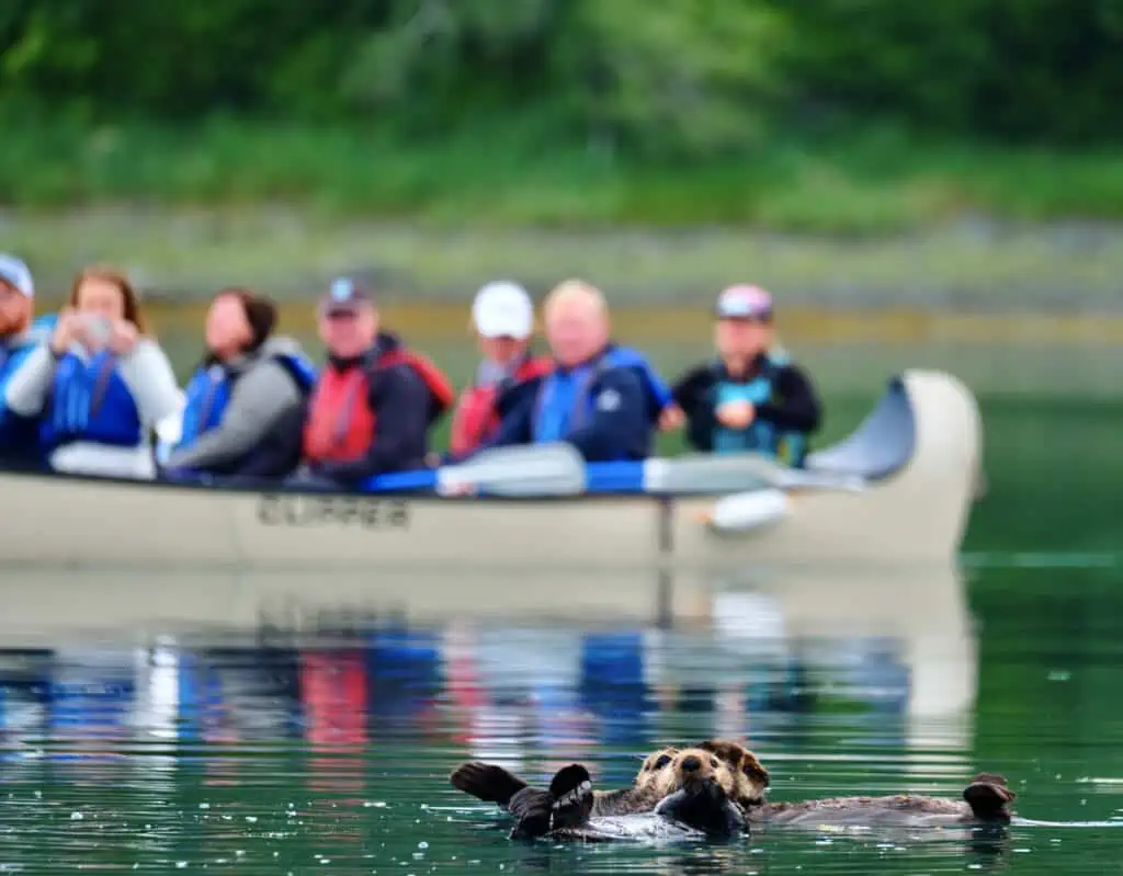 Spotting otters from a canoe on the Alaska 11-Day Grand Adventure