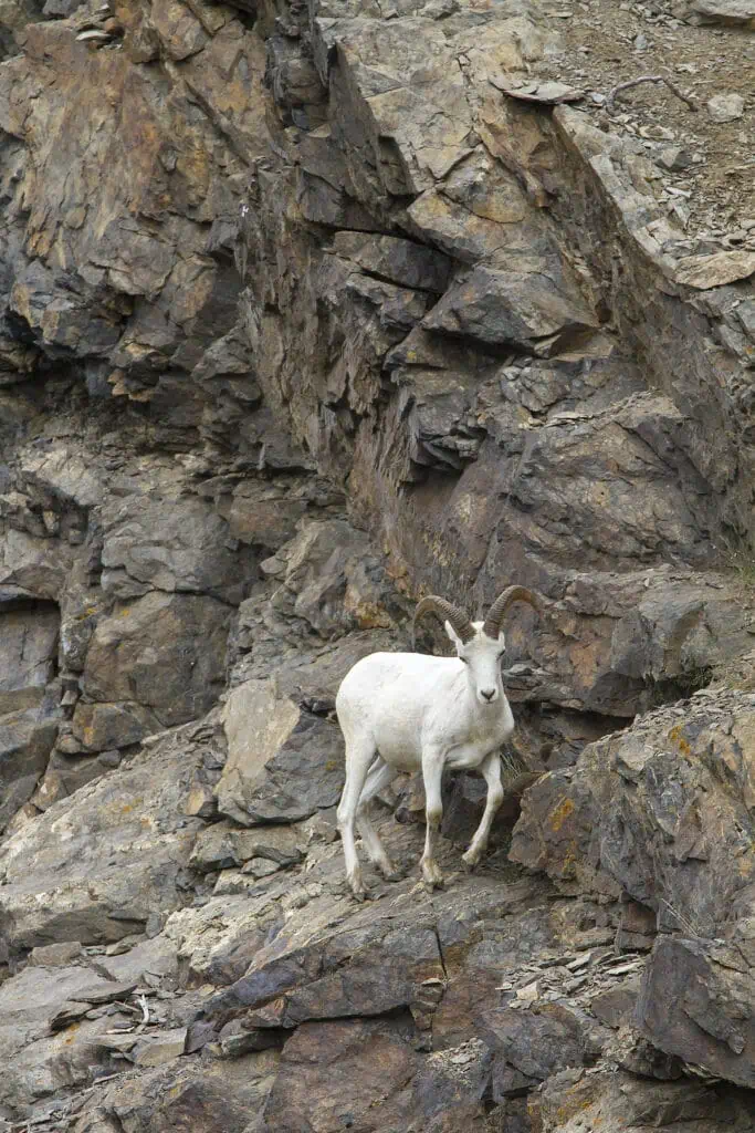 Dall Sheep on a rock face