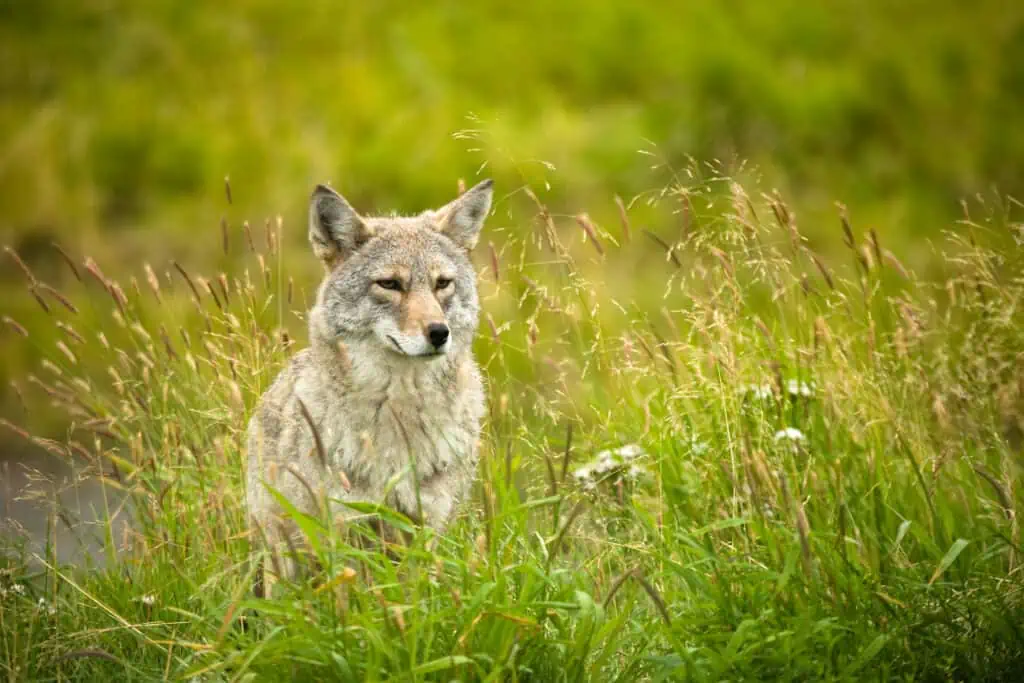 A coyote surveys its surroundings amongst tall summer grasses at the Alaska Wildlife Conservation Center