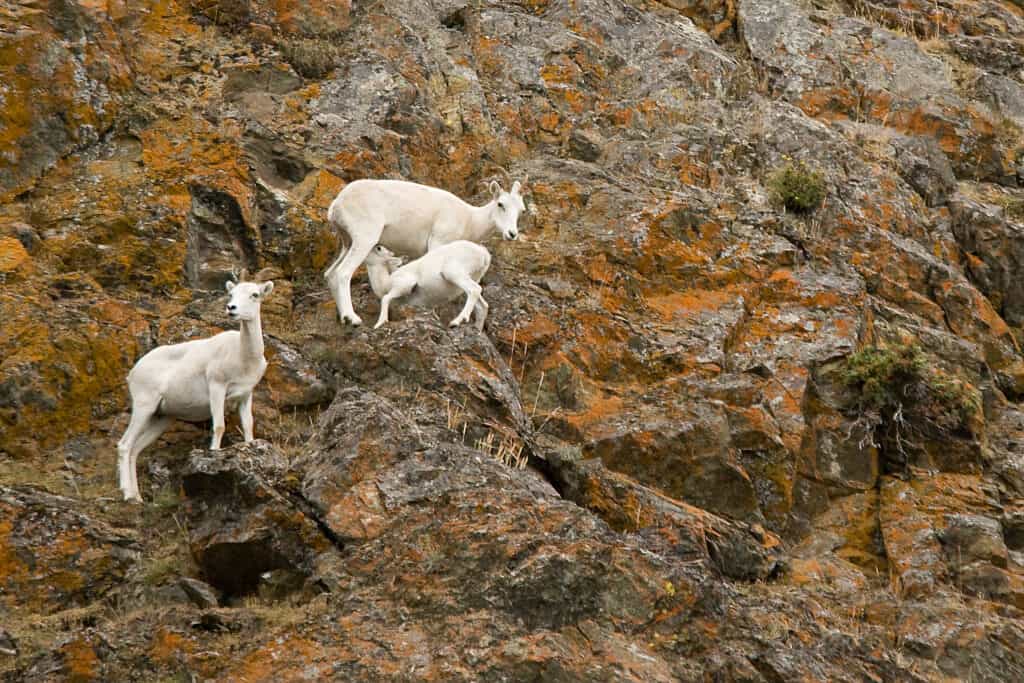 A family of Dall Sheep with a lamb