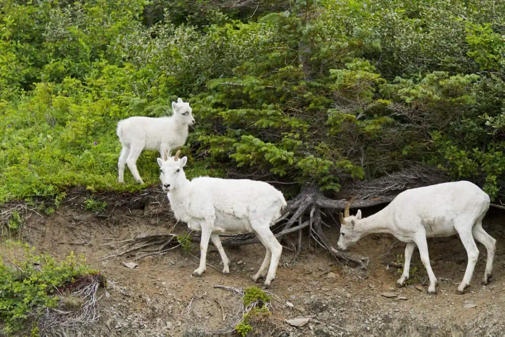 A family of Dall Sheep near the roots of a spruce tree