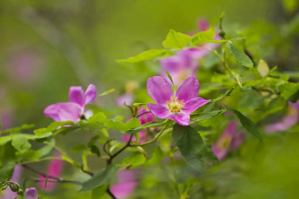 Wild rose in Kenai National Wildlife Refuge