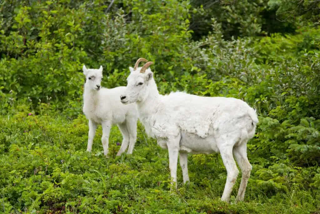 A ewe and lamb Dall Sheep