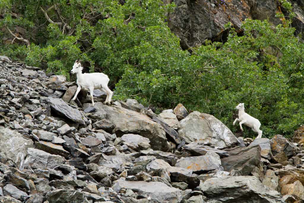 Two Dall sheep navigating rocky terrain
