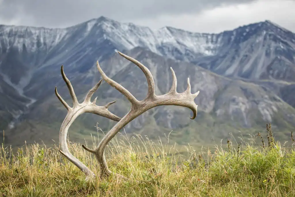 Discarded antlers in Denali National Park