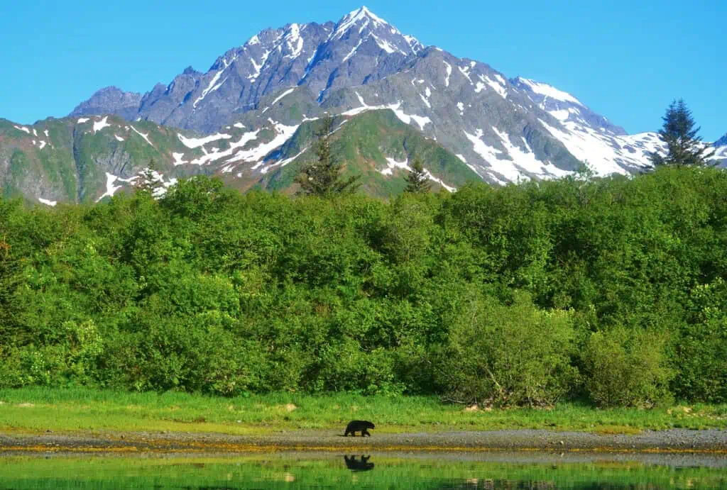 Black bear in front of mountain in Kenai Fjords National Park