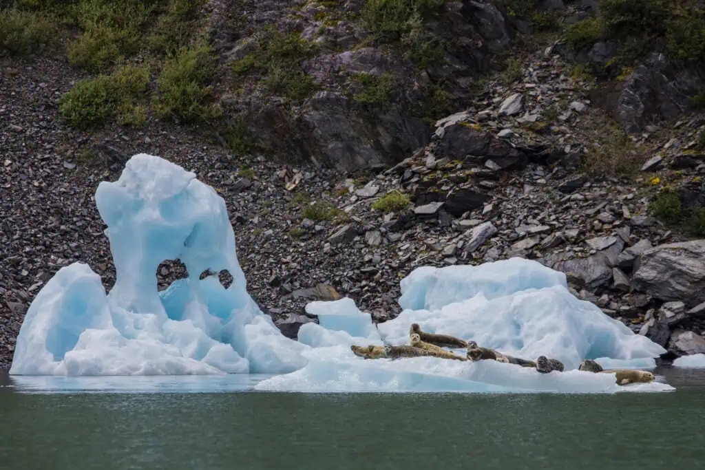Sea Lions on an Ice Float