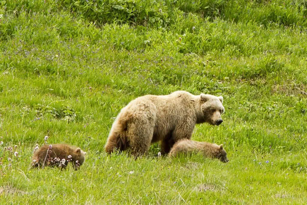 Brown bear and two cubs in Denali National Park