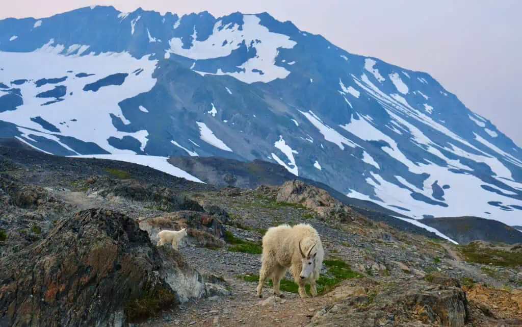 Mountain goat and baby in Kenai Fjords National Park