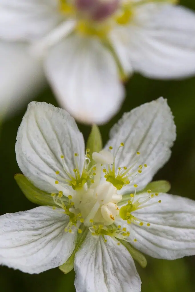 Flower Close-Up