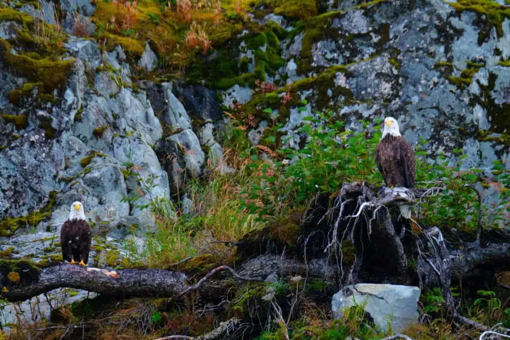 Two bald eagles perch on fallen trees in Kenai Fjords National Park