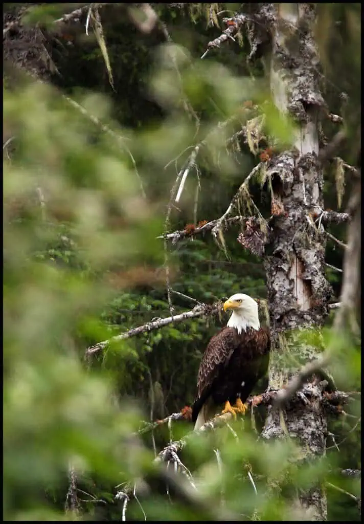 A bald eagle perched in a Cottonwood tree