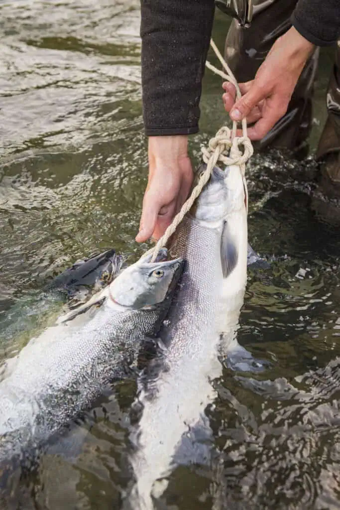 Salmon caught on the Kenai River