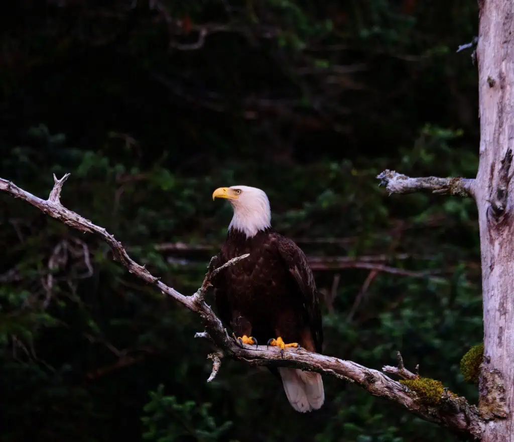 A closer-up side profile of a bald eagle