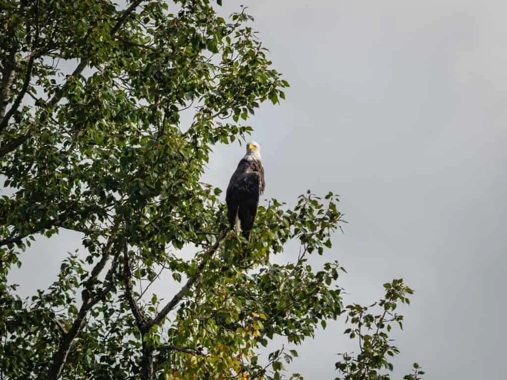 A bald eagle perched in a tree