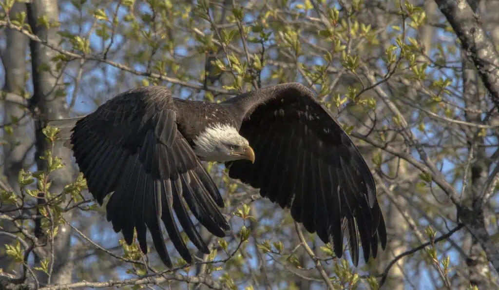 A bald eagle in flight