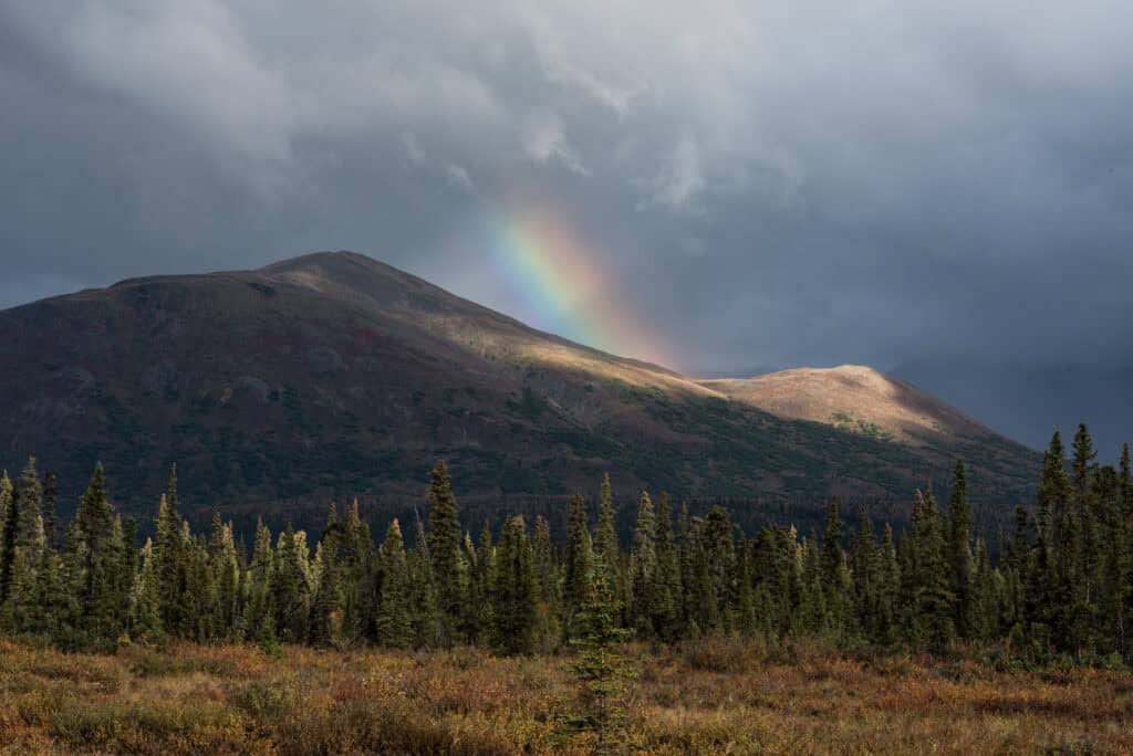 View in Denali National Park
