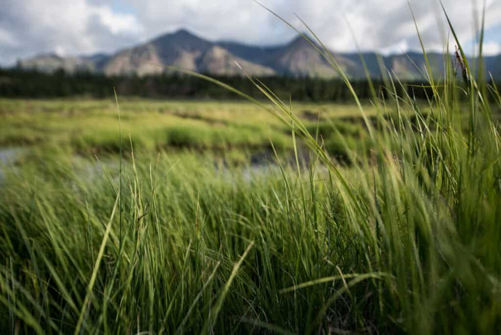 Grasses in Denali National Park