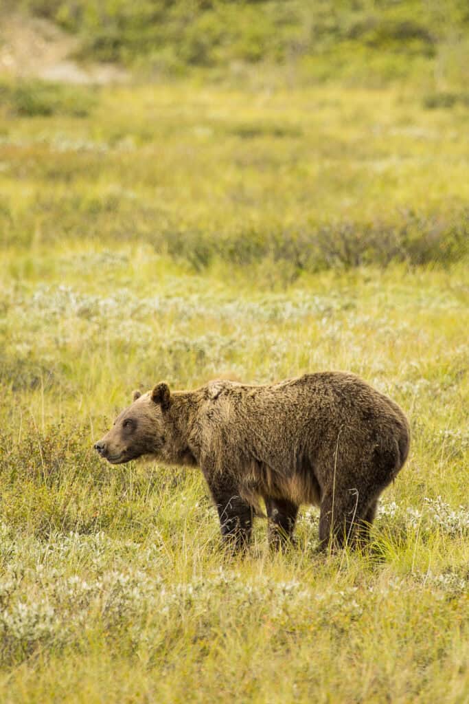 Grizzly bear in Denali National Park