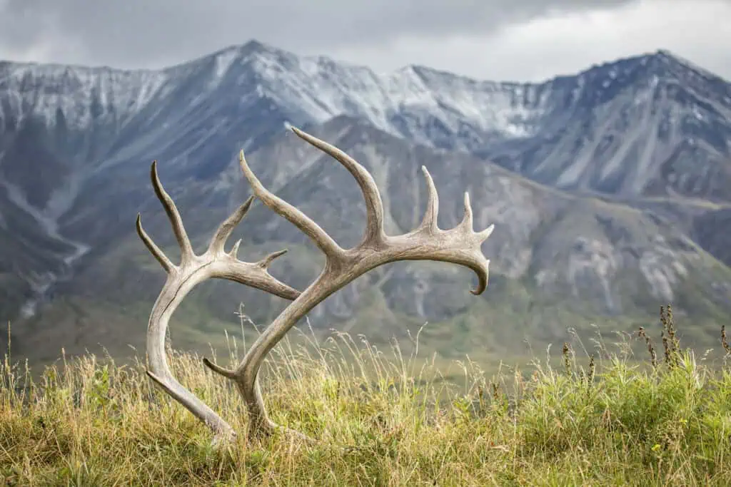 Caribou Rack in Denali National Park