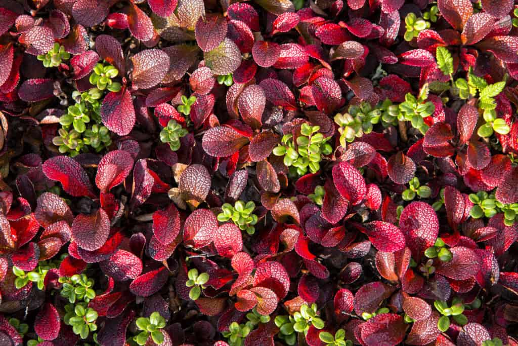 Tundra Plant Cover in Denali