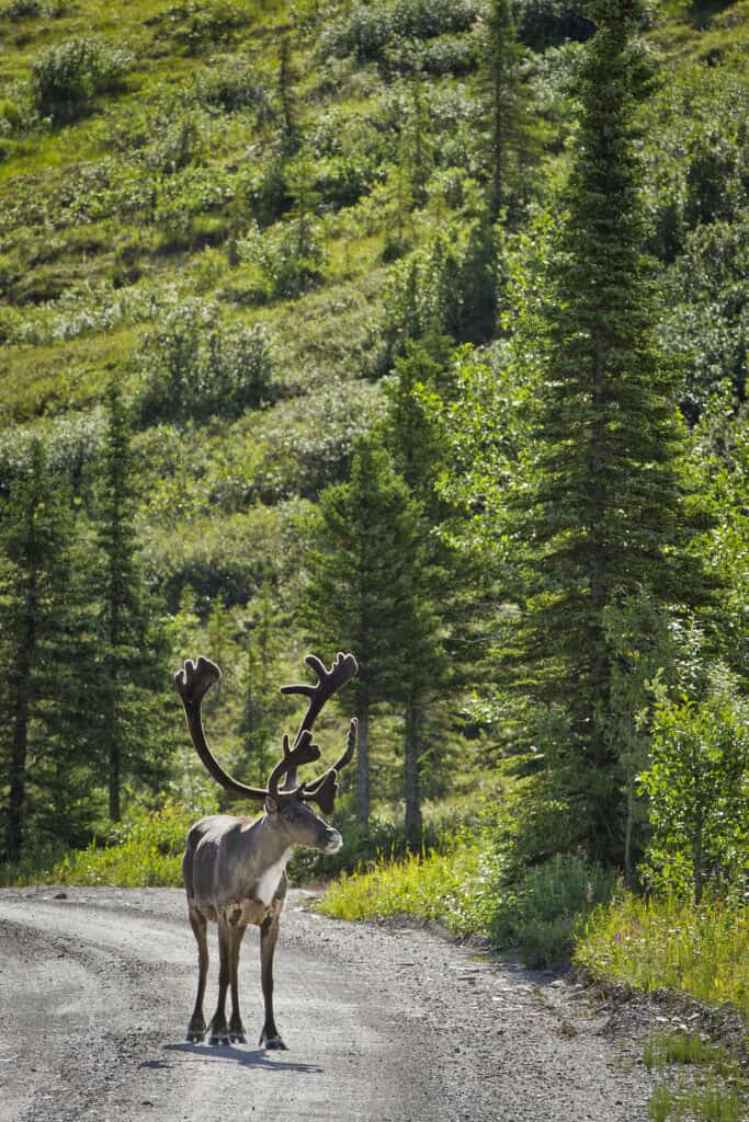 Caribou in Denali National Park