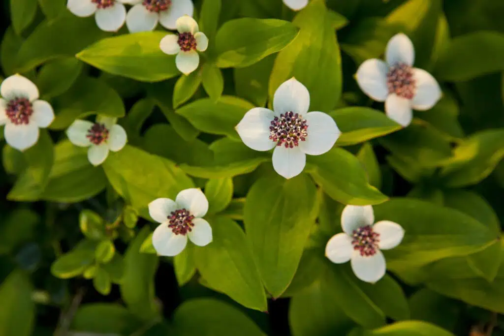 A close up of the Alaska Dwarf Dogwood flower