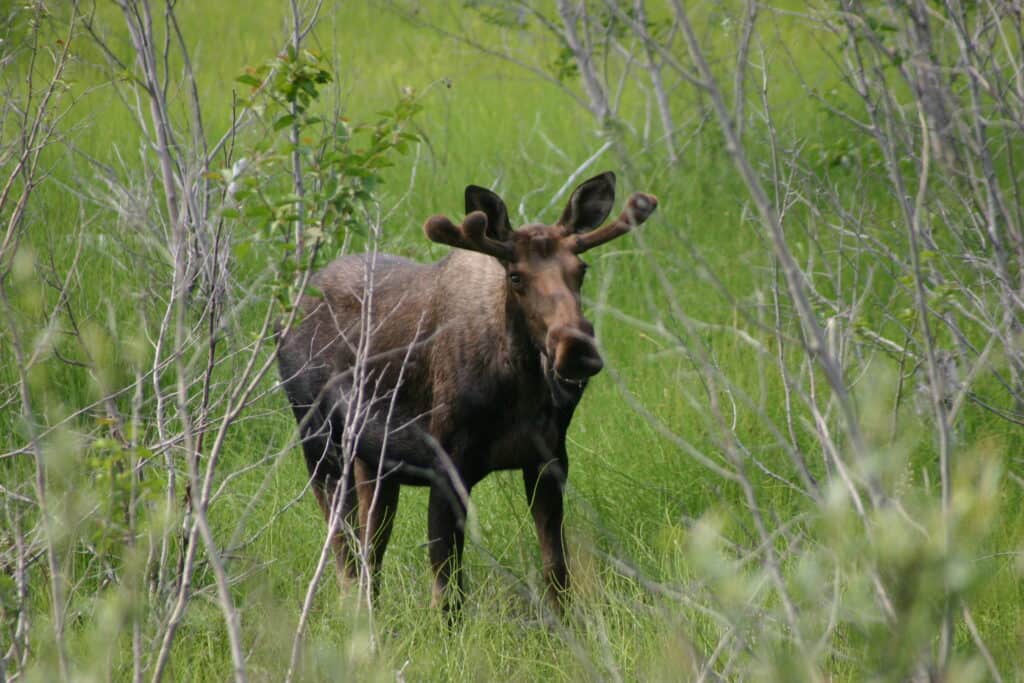 A young moose spotted from the Kenai River