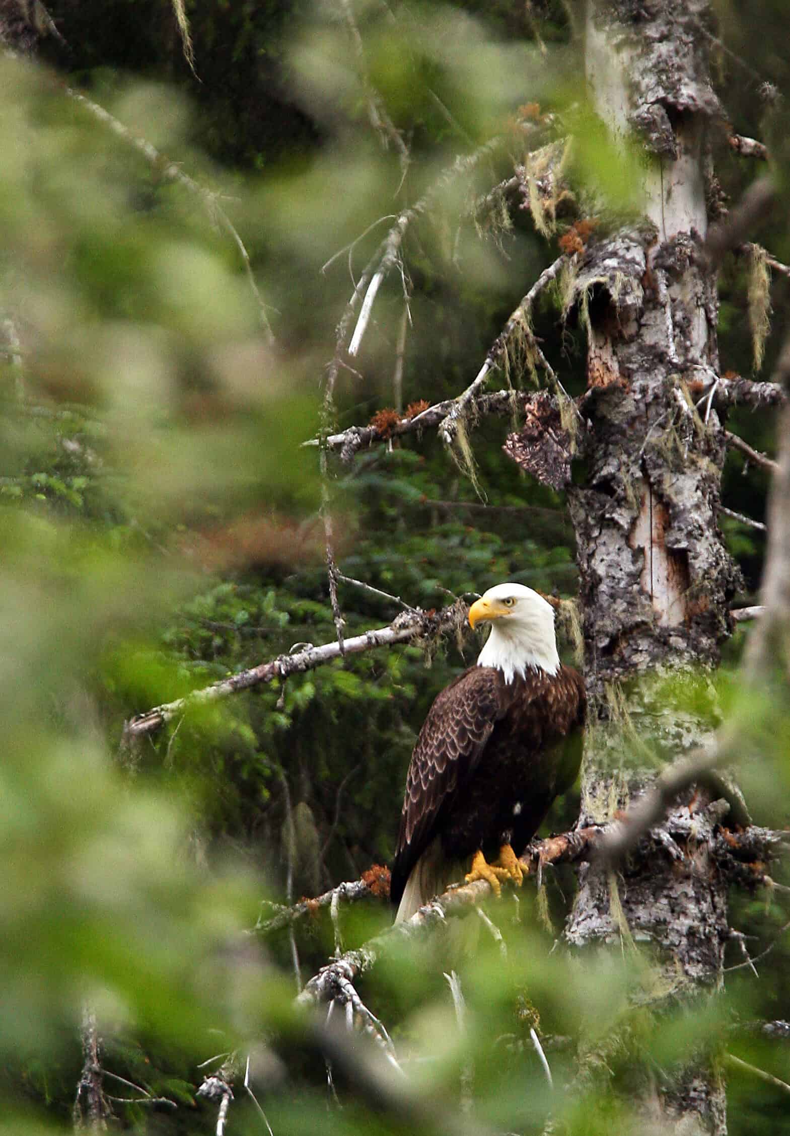 A bald eagle perches in a tree