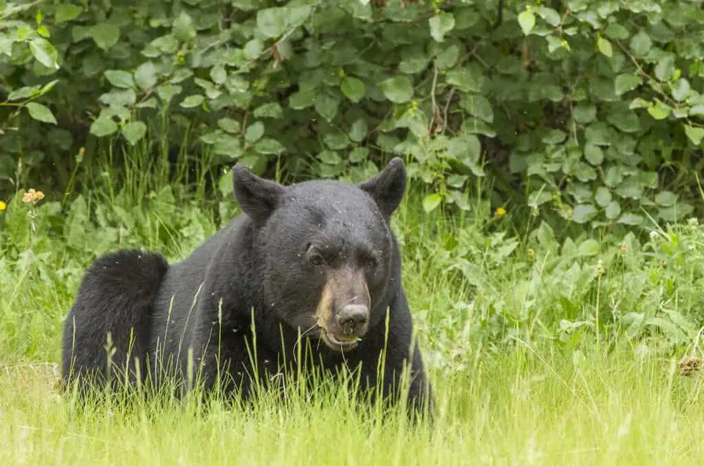 A black bear lounges in some tall grass
