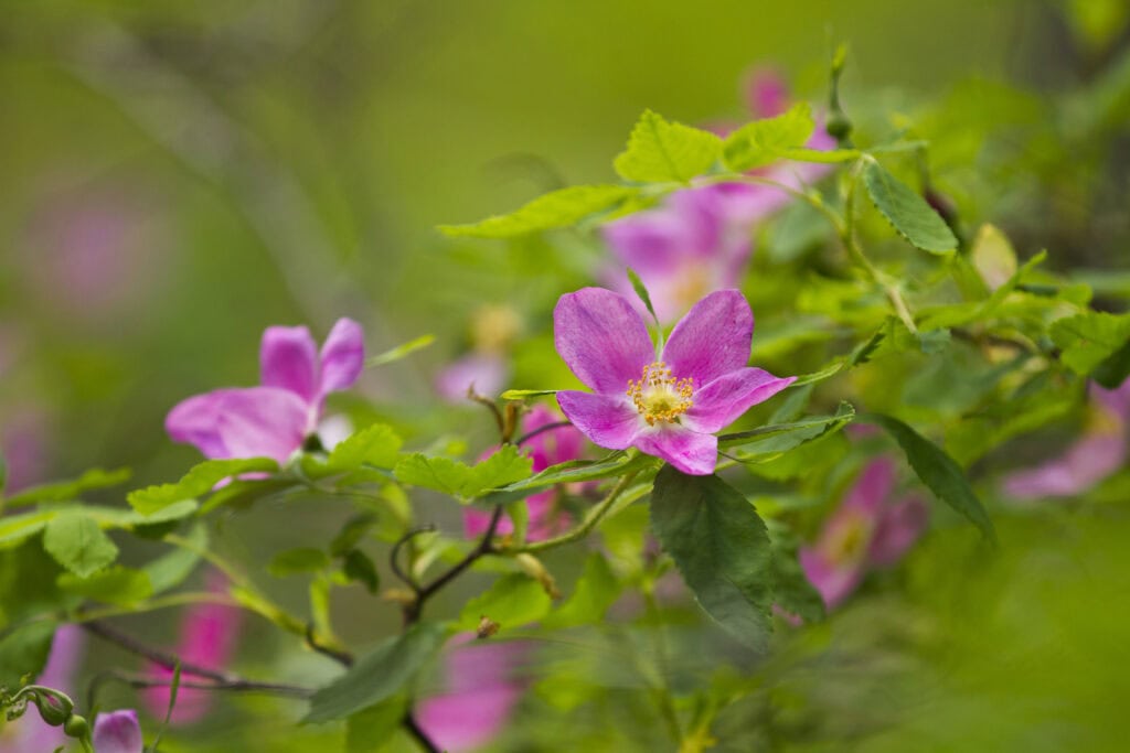 A close-up of a wild Alaska Rose