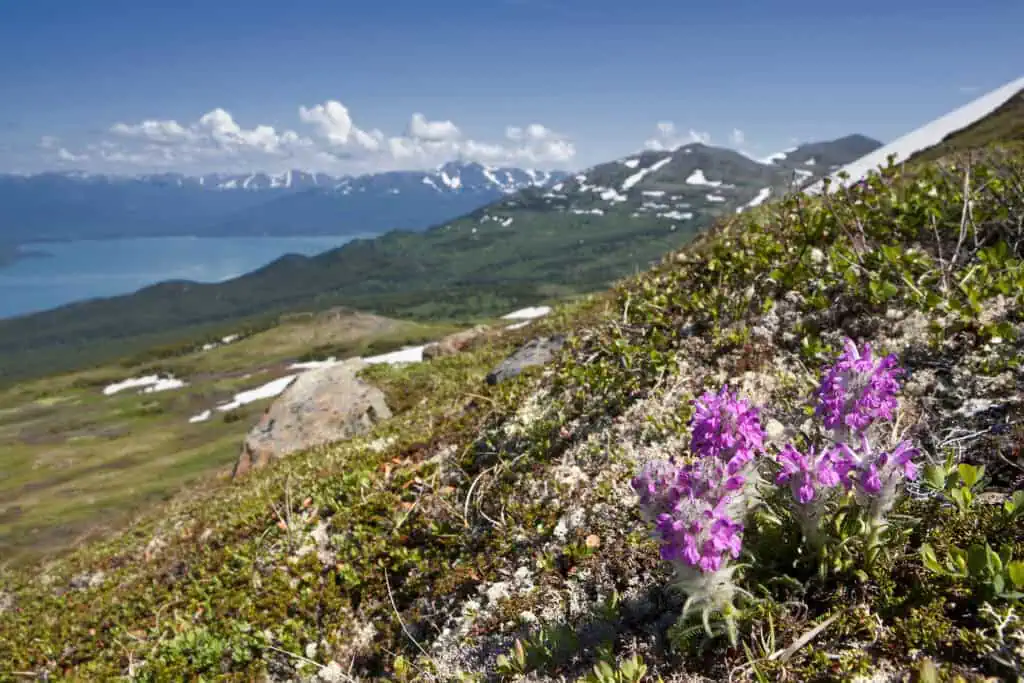 Exploring the Kenai Peninsula on the Ultimate Alaska Adventure